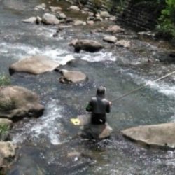 大井川(大井川(非)漁業協同組合) 釣果