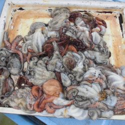 十八宝洋丸 釣果