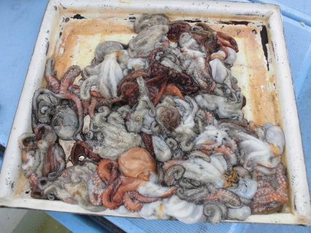 十八宝洋丸 釣果