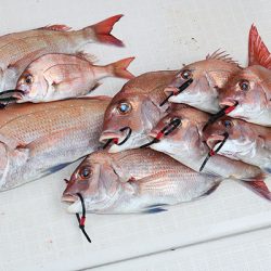 松本釣船２ 釣果