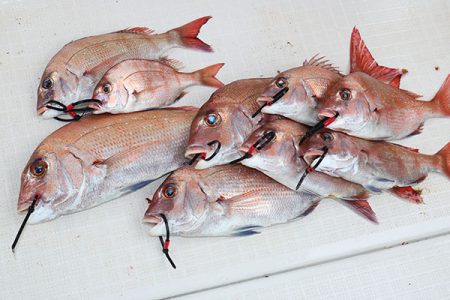 松本釣船２ 釣果