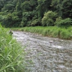 大井川(大井川(非)漁業協同組合) 釣果