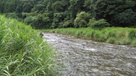 大井川(大井川(非)漁業協同組合) 釣果