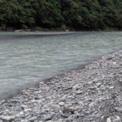 大井川(大井川(非)漁業協同組合) 釣果