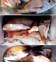 来温丸(らいおんまる) 釣果