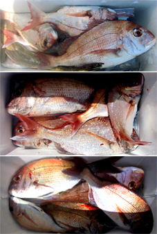 来温丸（らいおんまる） 釣果