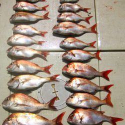 来温丸(らいおんまる) 釣果