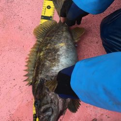 第八平成丸 釣果