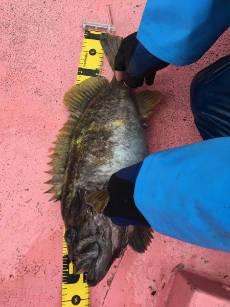 第八平成丸 釣果