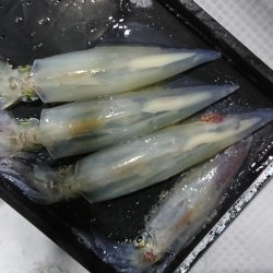 海龍丸（福岡） 釣果