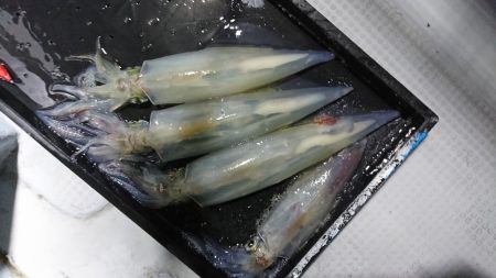 海龍丸（福岡） 釣果