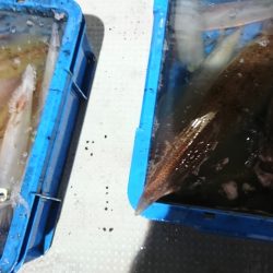 海龍丸（福岡） 釣果