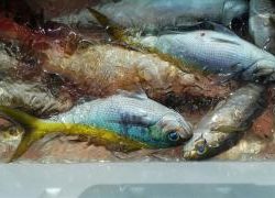 長栄丸(静岡) 釣果