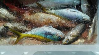 長栄丸(静岡) 釣果