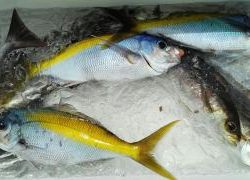 長栄丸(静岡) 釣果