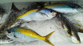 長栄丸(静岡) 釣果