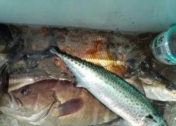 長栄丸(静岡) 釣果