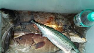 長栄丸(静岡) 釣果