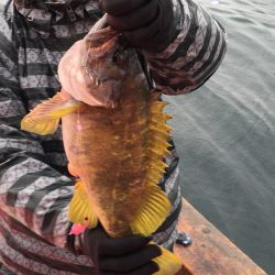 第八平成丸 釣果