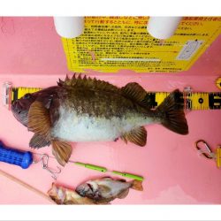 第八平成丸 釣果