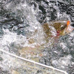 小菅トラウトガーデン 釣果