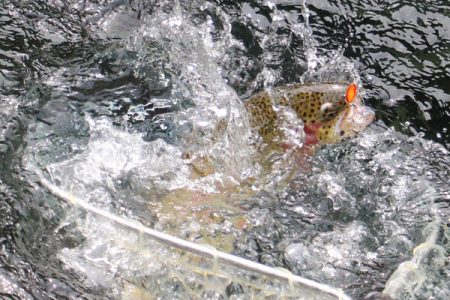 小菅トラウトガーデン 釣果