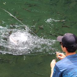 小菅トラウトガーデン 釣果