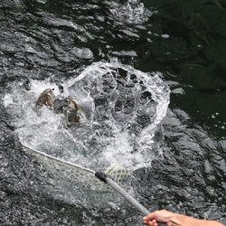 小菅トラウトガーデン 釣果