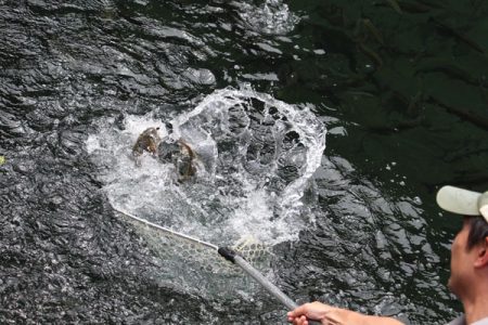 小菅トラウトガーデン 釣果