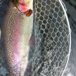 小菅トラウトガーデン 釣果