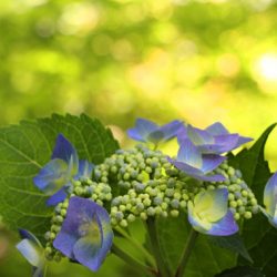 小菅トラウトガーデン 釣果