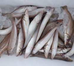 遊漁船 幸友丸 釣果