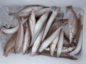 遊漁船 幸友丸 釣果