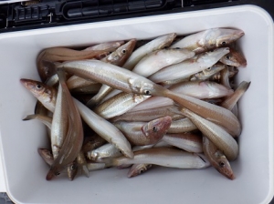 遊漁船 幸友丸 釣果