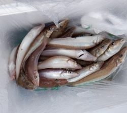 遊漁船 幸友丸 釣果