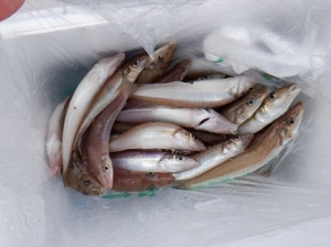 遊漁船 幸友丸 釣果