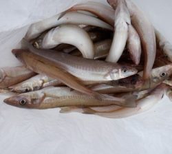 遊漁船 幸友丸 釣果