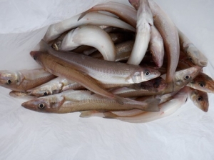 遊漁船 幸友丸 釣果