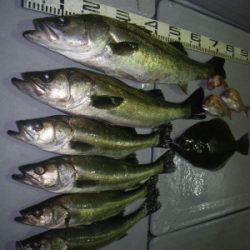 磯部釣船 直栄丸 釣果