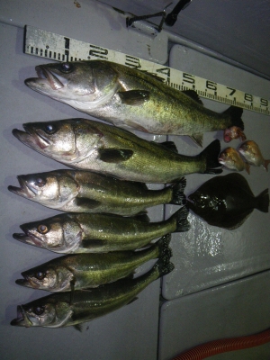 磯部釣船 直栄丸 釣果