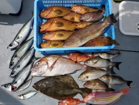 ブルーピア 釣果