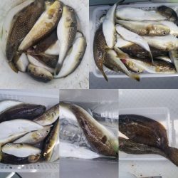 内浜丸 釣果