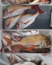 来温丸(らいおんまる) 釣果