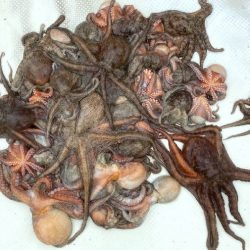 TOPGUN名古屋 釣果