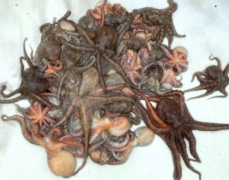 TOPGUN名古屋 釣果