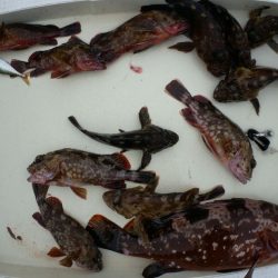 TOPGUN名古屋 釣果