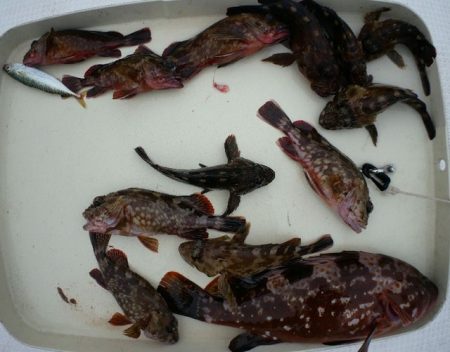 TOPGUN名古屋 釣果