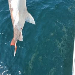 遊漁船 ニライカナイ 釣果