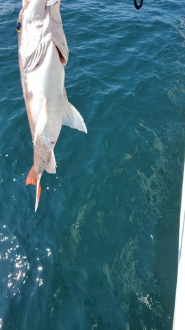 遊漁船 ニライカナイ 釣果