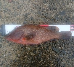 コンディション悪い中